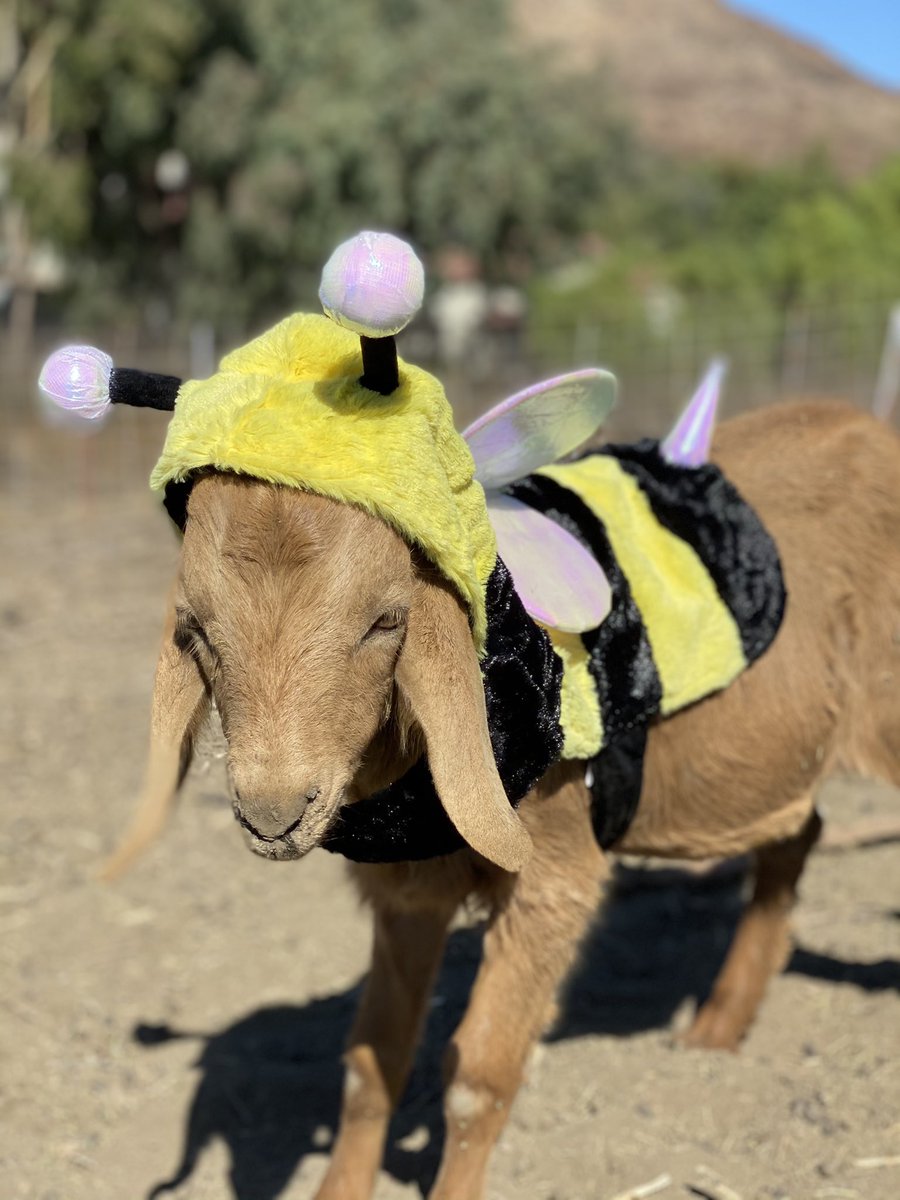 805goats's tweet photo. Tanner is ready for Halloween 🎃🐐🌳 #goats #fireprevention #Halloween2020 https://t.co/9CCzeV7TXc