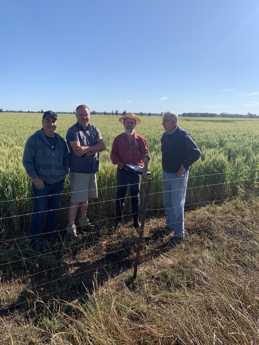 Barmedman Crop competition judging today after a 3 year drought break. Kitty hawk wheat grazed until 1st Sept <a href="/RA_NSW/">M</a> <a href="/NSWFarmers/">NSW Farmers</a> <a href="/JM_Minogue/">John Matthew Minogue</a>