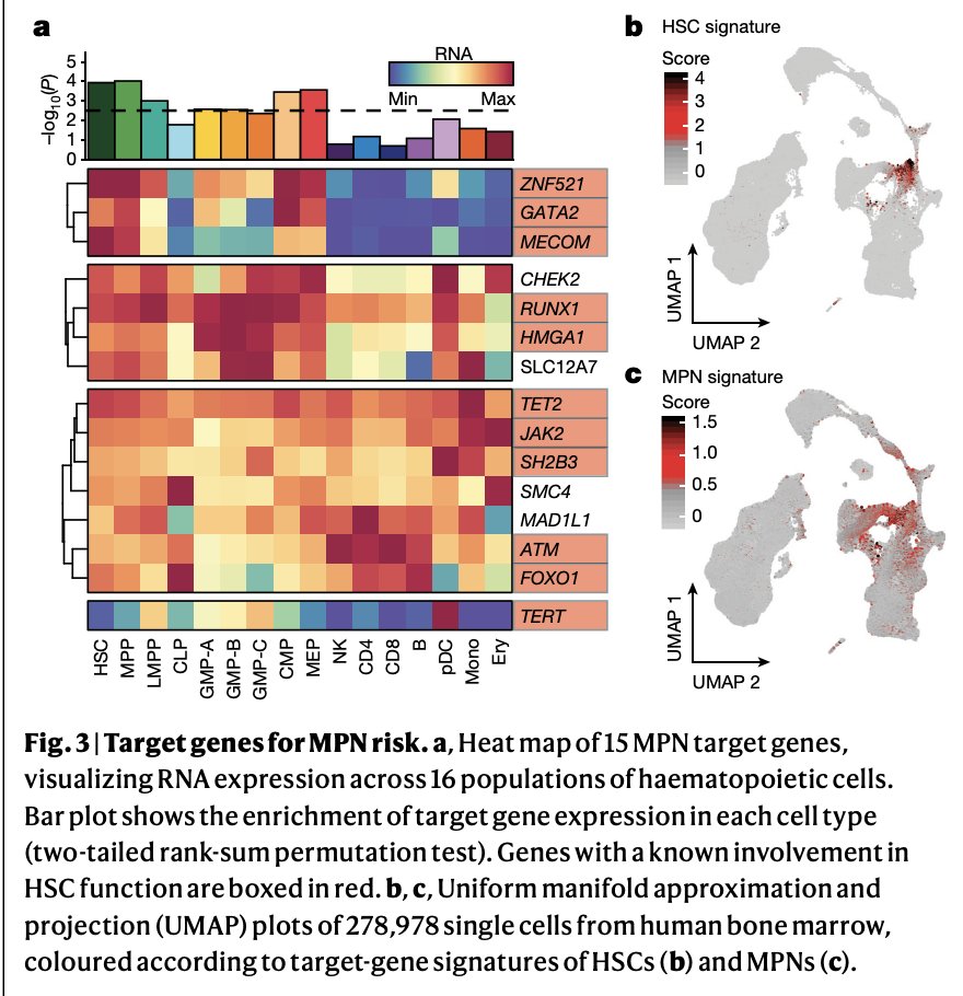 A large-scale GWAS identifying 17 MPN risk loci and suggesting MPN risk is associ w/ function & self-renewal of hematopoietic stem cells https://www.nature.com/articles/s41586-020-2786-7