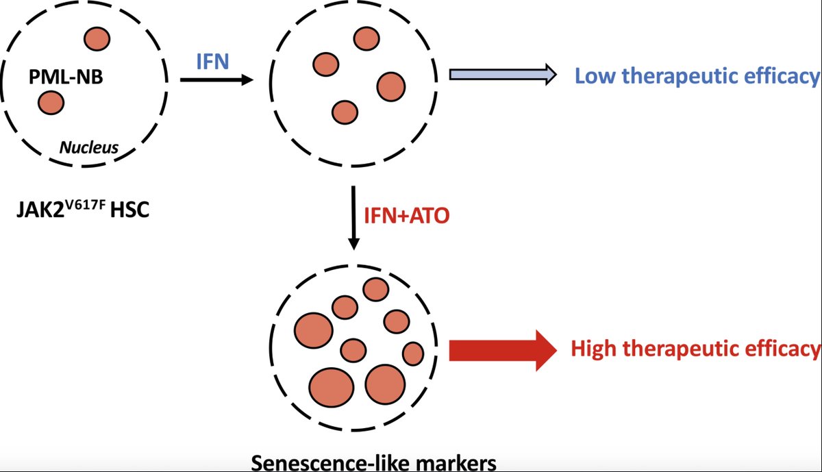 Pre-clinical work in a murine MPN model demonstrating the potentiation of interferon-alpha with arsenic trioxide https://rupress.org/jem/article/218/2/e20201268/211476/JAK2V617F-myeloproliferative-neoplasm-eradication