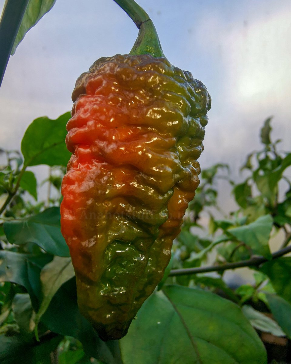 Anahotstuff4668's tweet photo. Lilith f1 on the cards more seeds to follow
https://t.co/ZNAO3tVbuH https://t.co/Y94XZRcAB8