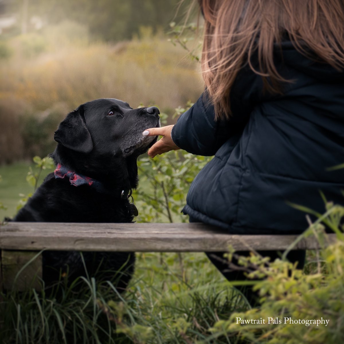 Pawtraitpals's tweet image. ⁣
Shanklys favourite kind of walk .... walk a bit then find somewhere to sit for a bit longer. 
#seniorlabs #olderlabs #labrador #wirrallife  #wirral #wirraldogphotographer #labradorable #lovemylab #pawtraitpals #shankly