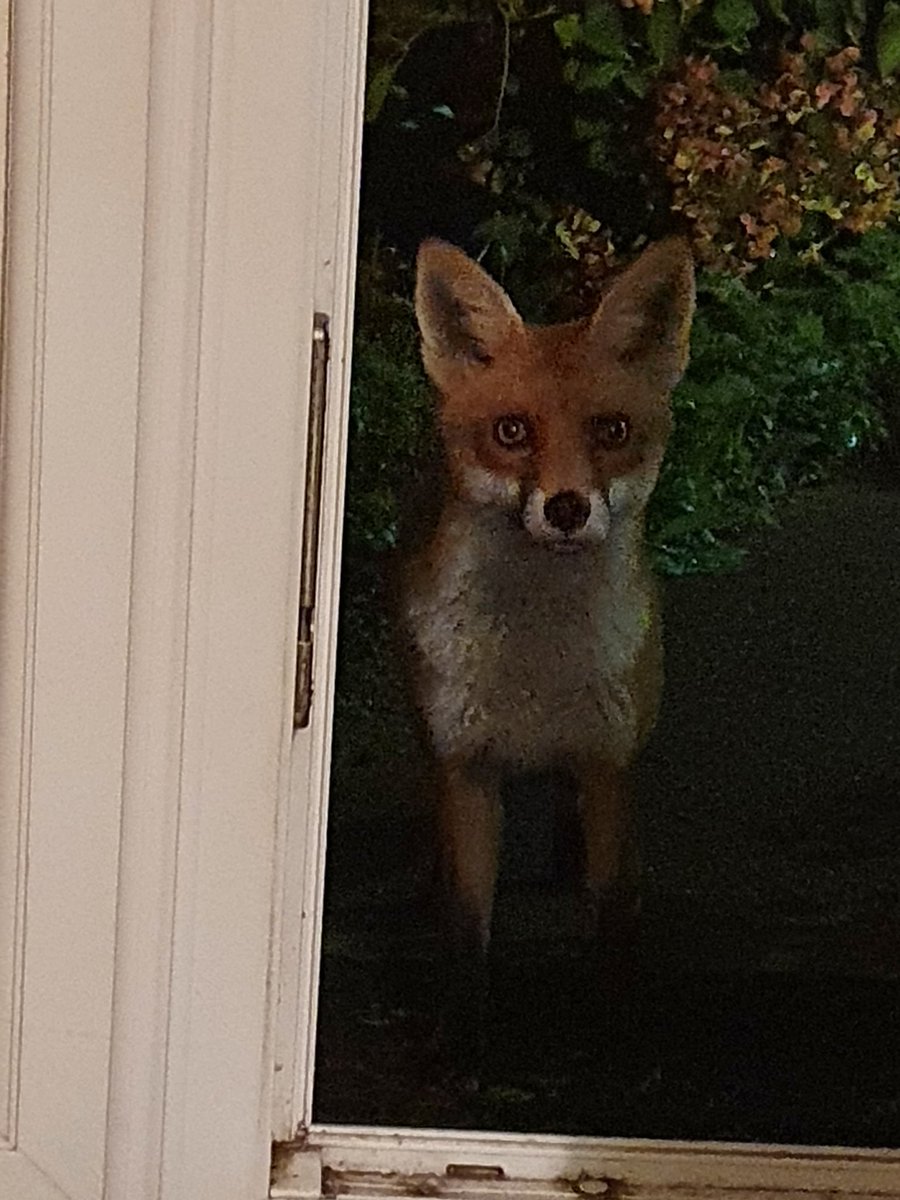 hines_stephen's tweet photo. As if I did not have enough problems with #NotMyCat, I have a new visitor.
#NotMyFox
Aparently this #fox wanted somewhere warm for the night. My #cat said no. https://t.co/EkEYs3AKo8