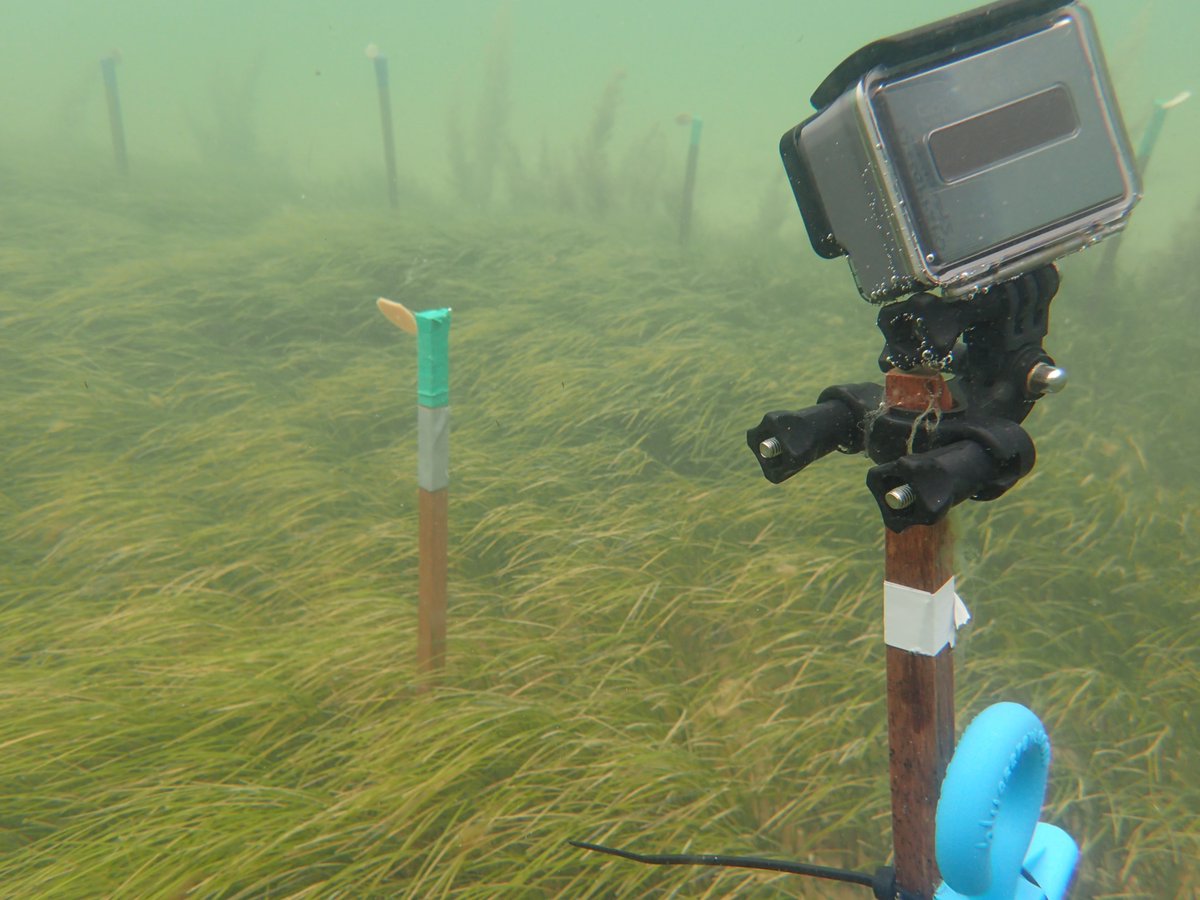 PeterMacreadie's tweet photo. How does climate affect marine food webs? 🤔

70 marine scientists from around the world run the same experiment at the same time (using squid lollypops!) to address this question.

What happened? Find out here: https://t.co/eI5uQolgNF. #seagrass #predators #biodiversity #BiteMap https://t.co/SU9GH55oIq