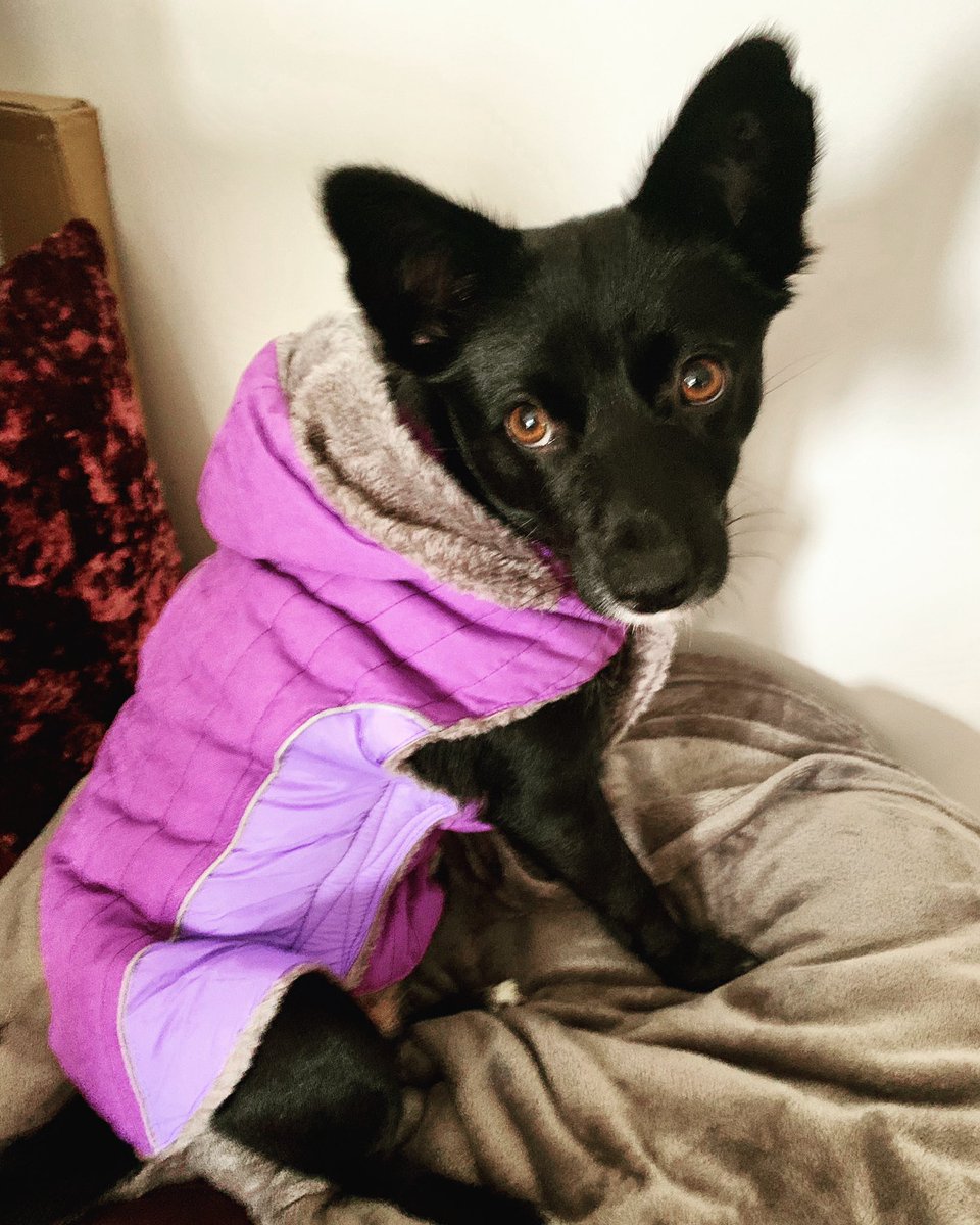 AvisDenise's tweet photo. Someone’s got a new coat ☔️💜

#rainraingoaway #autumn #rainyday #cute #cosy #goodgirl #fern #smalldogrescuesussex #adoptdontshop #romanianrescuedog #fureverhome https://t.co/arSzXIS6x8