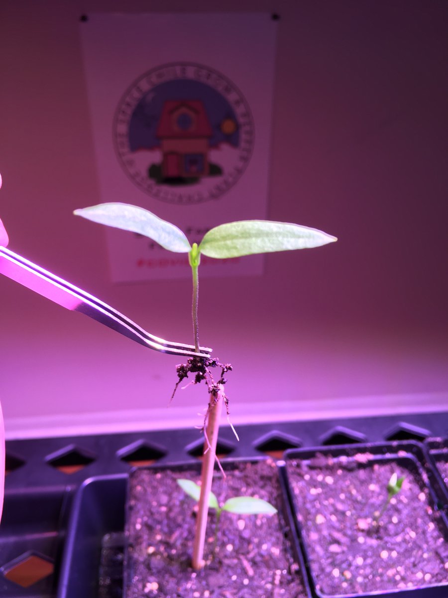 The Space Chile Grow a Pepper Plant Challenge, a community where you can grow!!! 🤨

Jtatnasa@aol.com to get your seeds and mission information! 🚀🌶👋🏼