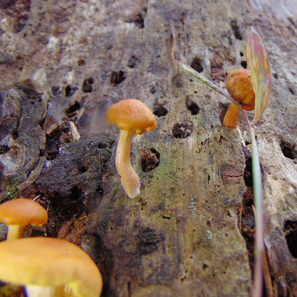 The 23rd rule of the Mushroom Cult is to go in the woods and take pictures of mushrooms.