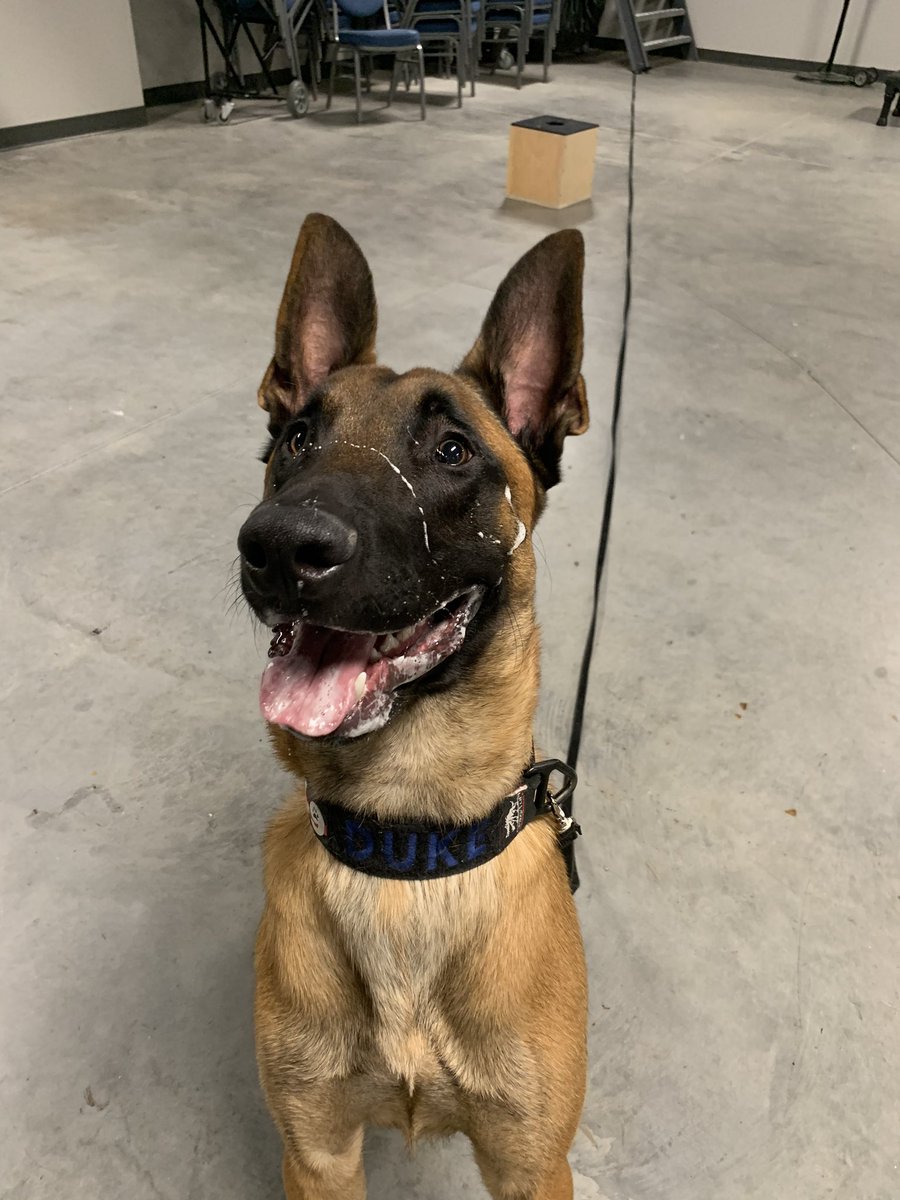 When ball is life and you play hard, you drool hard. #kong #kongdogtoys  #malinois #malinoisofinstagram #k9 #k9police #police #training #uspca #idroolalot