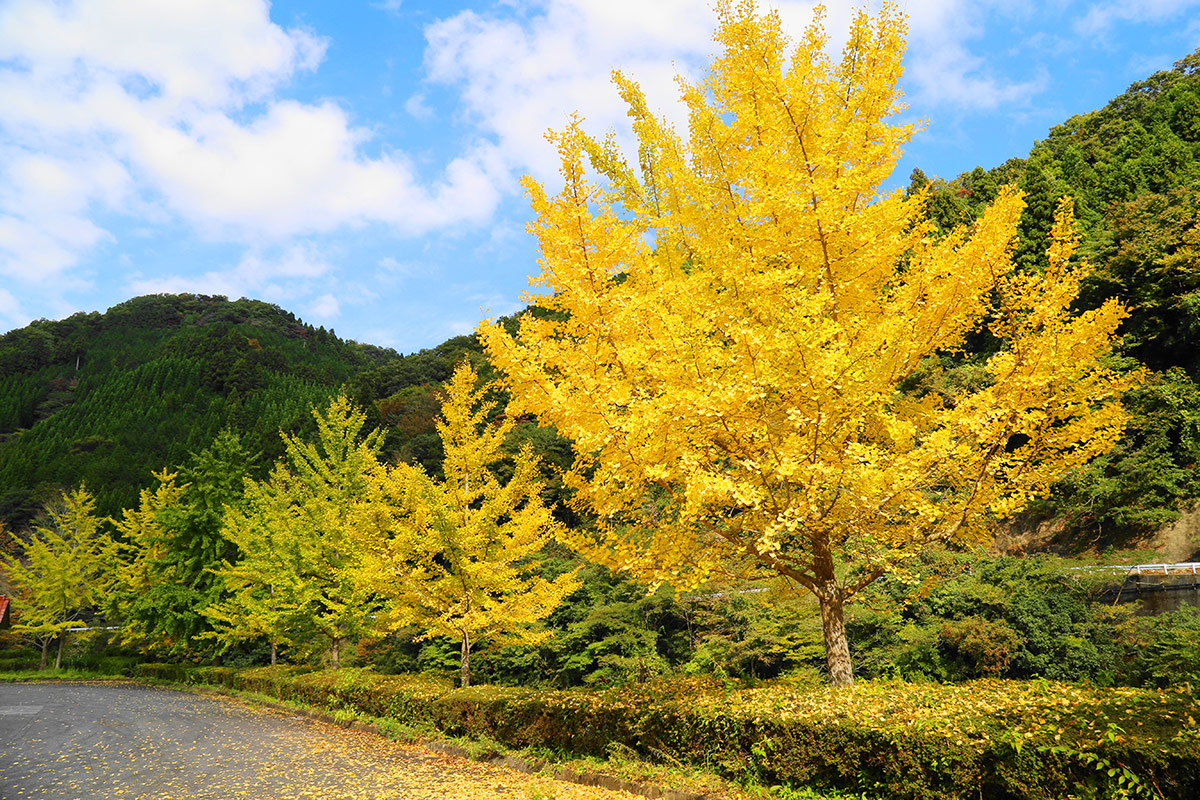 島根県観光振興課 浜田には紅葉スポットが満載 島根県浜田市には心癒される風景が溢れています 棚田を再生した広大な日本庭園のある龍雲寺や もみじ谷公園 長見ダム 旭運動公園など紅葉スポットがたくさん はまナビ 浜田市観光協会公式サイト