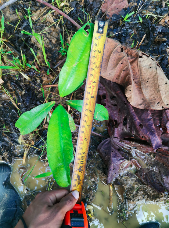 osaconservation's tweet photo. There's no best recipe for #ecologically restoring #degraded land, but #OsaConservation's annual monitoring of growth, survival rate, #soil properties and more helps us guide the #restoration of #tropical #rainforests around the world. 
#ConservationContinues #ClimateActionNow https://t.co/iRA7qB7zaZ