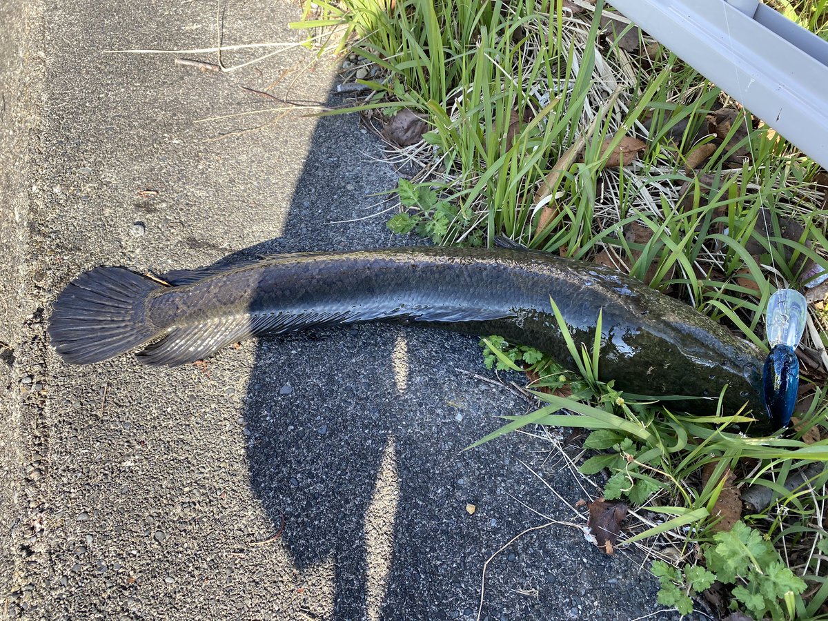 pal_jackfish's tweet photo. え、怖すぎデカすぎ💦
初めて雷魚釣った💦
めっちゃカッコ良かったけど顔がいかつい😅 https://t.co/mxvsm8cPSg