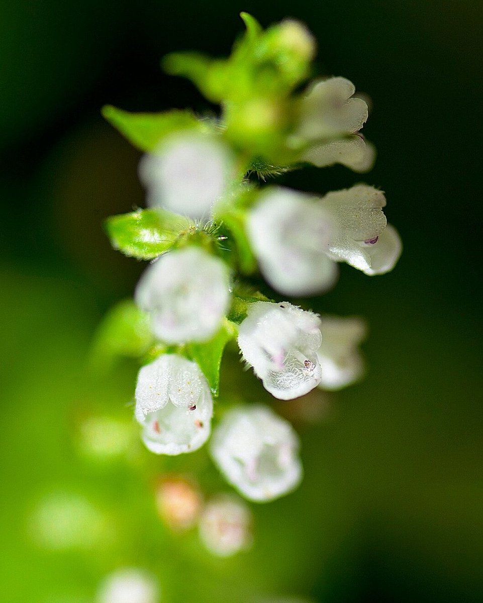 青じその花