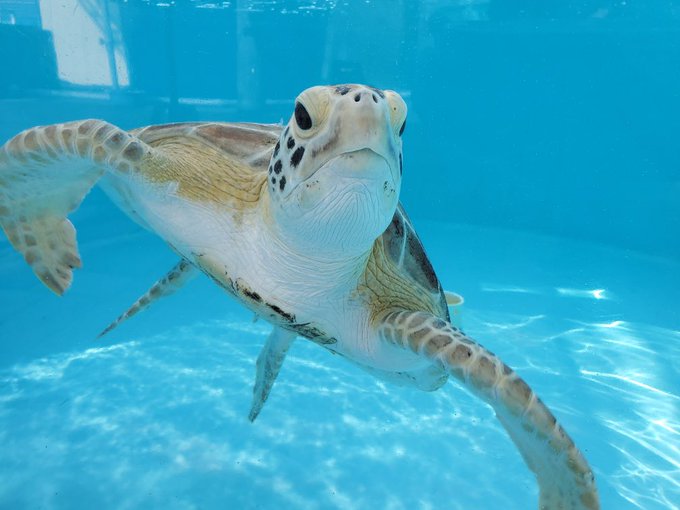 3 pic. Got to go to the sea turtle rehab center today 💚 https://t.co/6zCAgbURtA