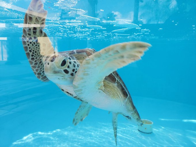 2 pic. Got to go to the sea turtle rehab center today 💚 https://t.co/6zCAgbURtA