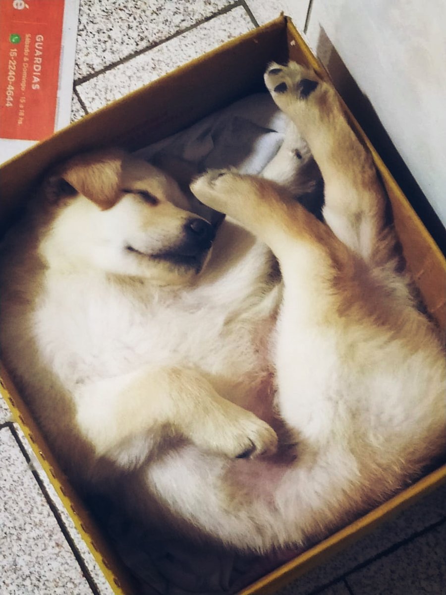 Sebastián Potap tweet media