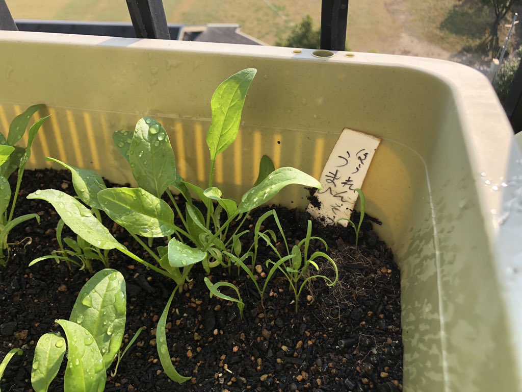 ほうれん草、いい感じに育ってます😊

なんかすでに美味そうだ！

今日も一日ファイトー！

#おはよう戦隊1029 
#ベランダ菜園