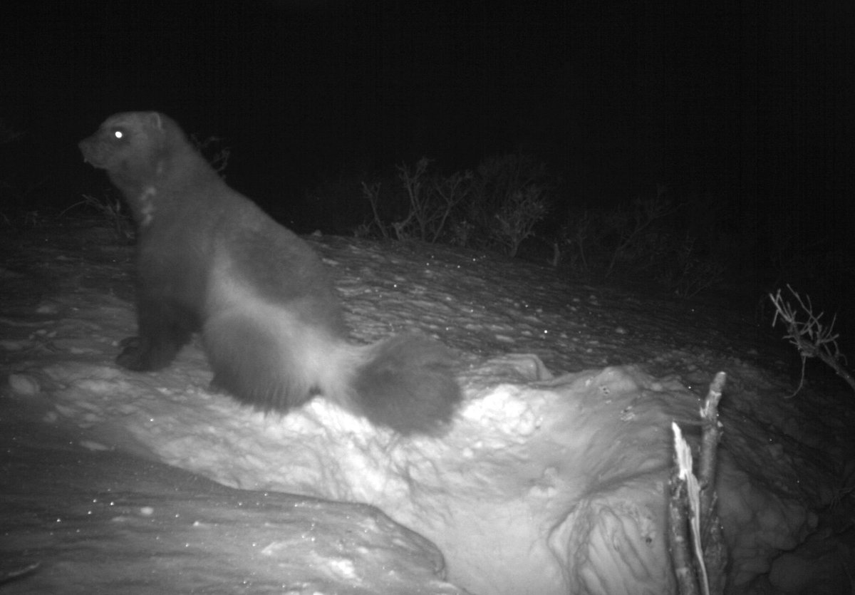 Denali National Park tweet media