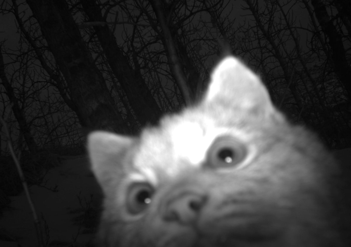 Denali National Park tweet media