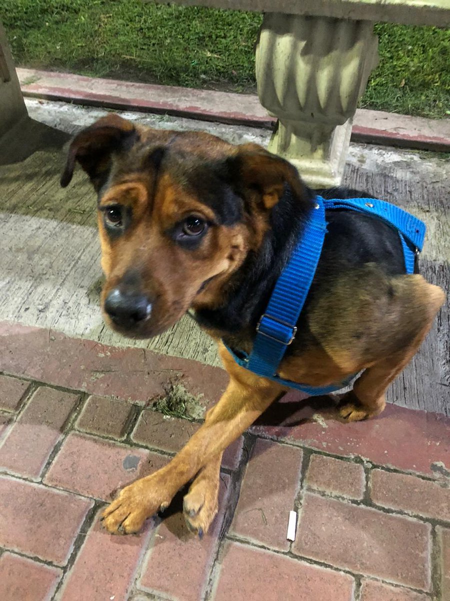 pungstefi's tweet photo. Esta perdida esta perrita en Parque Chacabuco , me puedo quedar un rato más,  pero no me la puedo quedar. Por favor difundir https://t.co/xpemkBU0F1