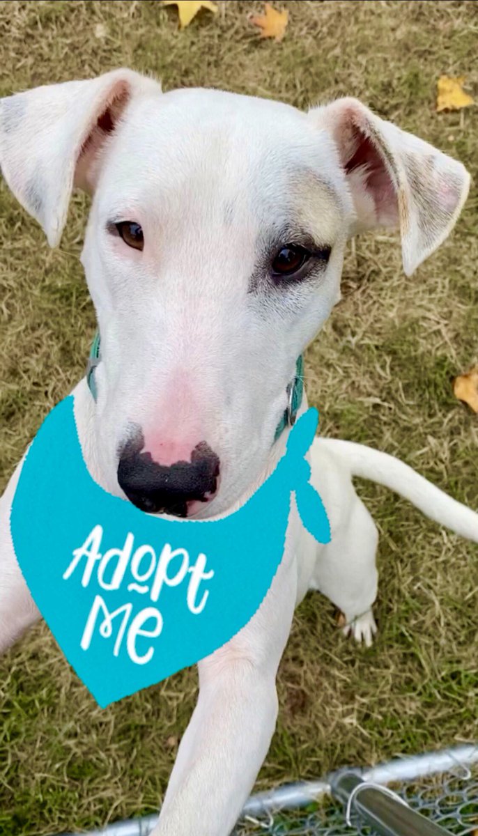 Benji says “I still need a forever home! Is there anyone out there who could be my new best friend?” 

petfinder.com/dog/benji-4936…

Website Link: furrytalesrescue.wixsite.com/home

#furrytalesanimalrescue #adoptme #bullterrier #homeless #rescuesrule #fostercare