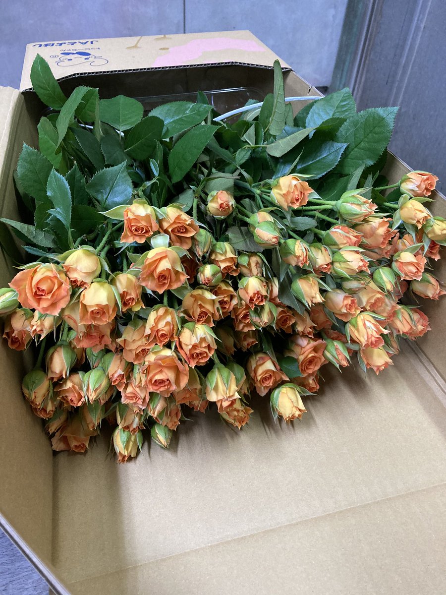 ばらえり バラと共に楽しむ 皆んなと笑う バラ栽培農家 鈴木ばら園 おはようございます ハロウィン にピッタリ オレンジのスプレー品種メテオストリームも出荷してます よろしくお願いします