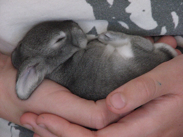 RabbitEveryHour's tweet photo. https://t.co/5QTDZnRPcA