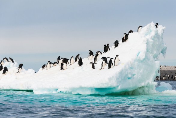 Court8518's tweet photo. The penguins in Antarctica are an amazing site! The fact that it’s all ice, and people have only taken a small portion of the continent, there’s lots of space for them to live! Penguins are beautiful creatures and they are even better in their natural habitat! #Travel #Penguins https://t.co/mMeqrzXPHJ