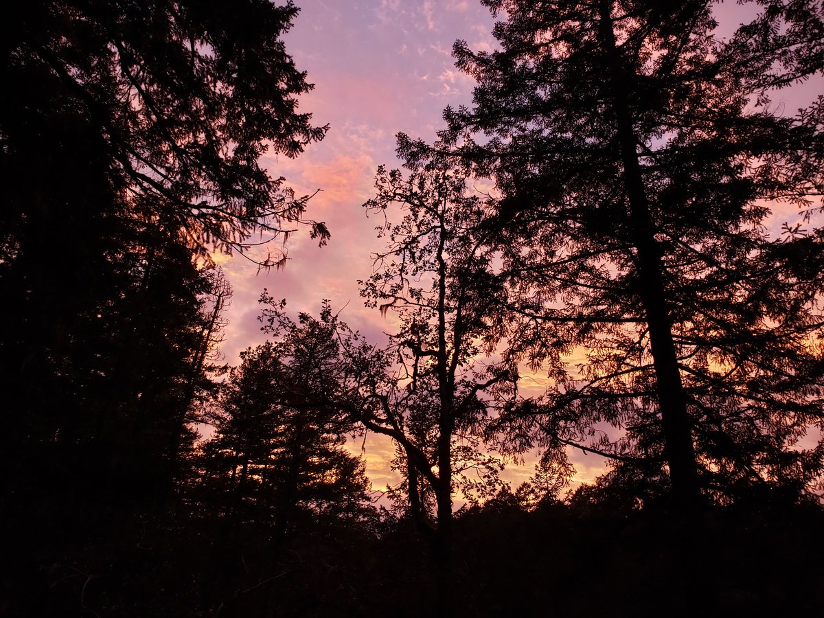 mike_lovecchio's tweet photo. Remarkable sky in #yyj tonight! #sunsettweet https://t.co/zZ4zmk9hd9