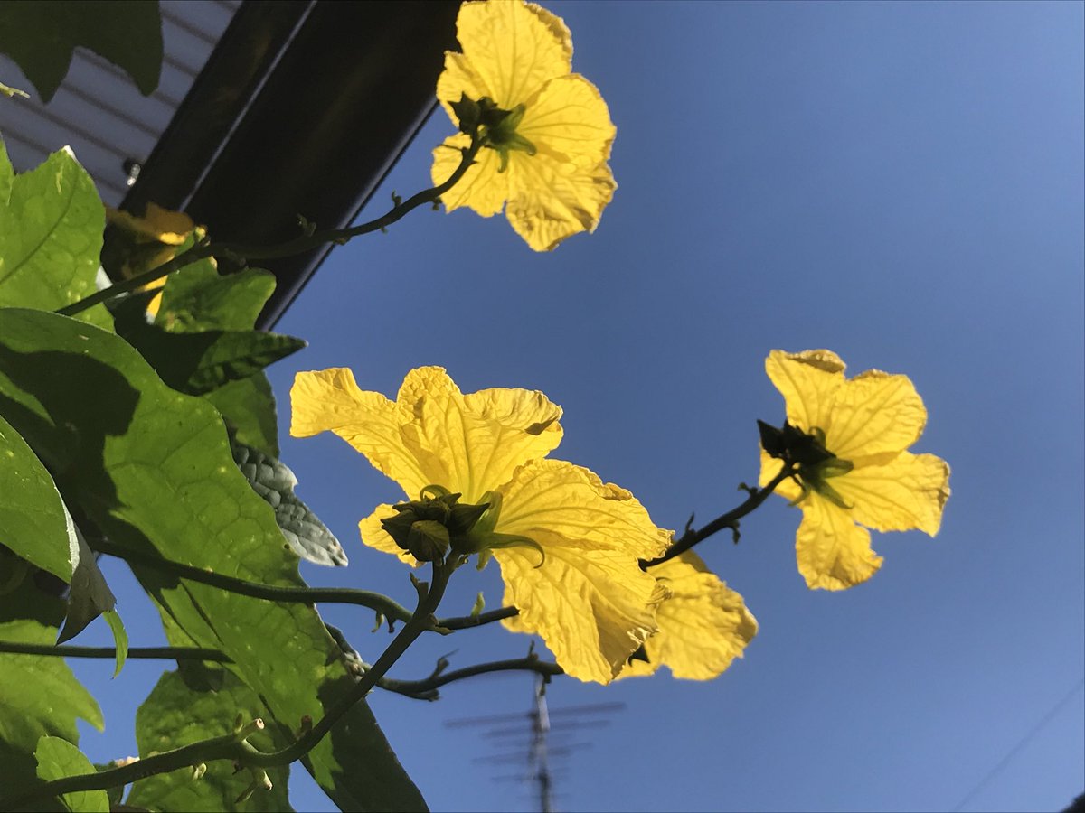 Harukii Pr ヘチマの花 もう雌花は咲かないだろうけど 雄花がまだまだ元気よく咲いています 鉢もブンブン来ています もうしばらくこのままにしておこう