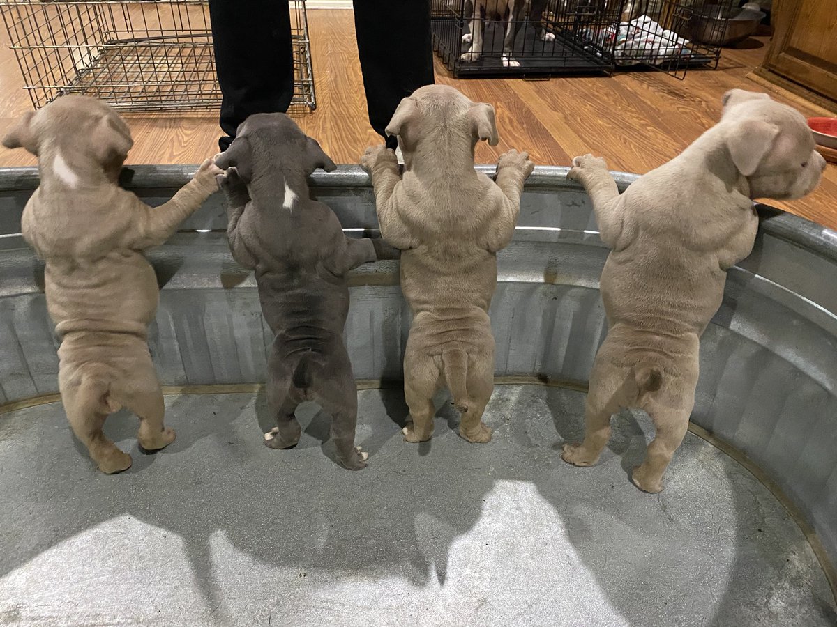 DTXfabian_'s tweet photo. straight out of penitentiary ๐ช๐ฝ
#PupsForSale https://t.co/lS24R5mbk1