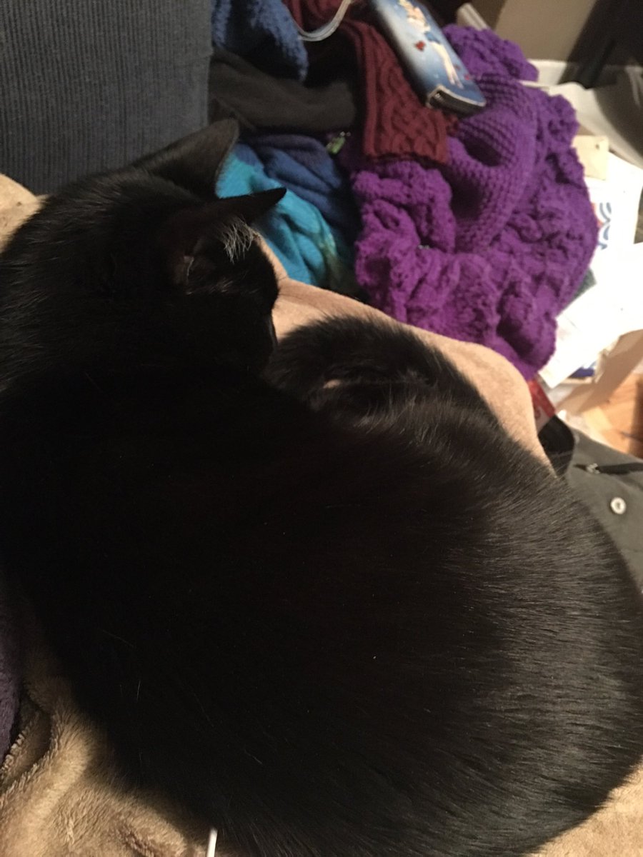 knit1dance2's tweet photo. This little girl crawled up on me, curled up, started purring, and is now asleep. Never thought I'd see the day #LifeWithJade https://t.co/YJP6bI4iwS