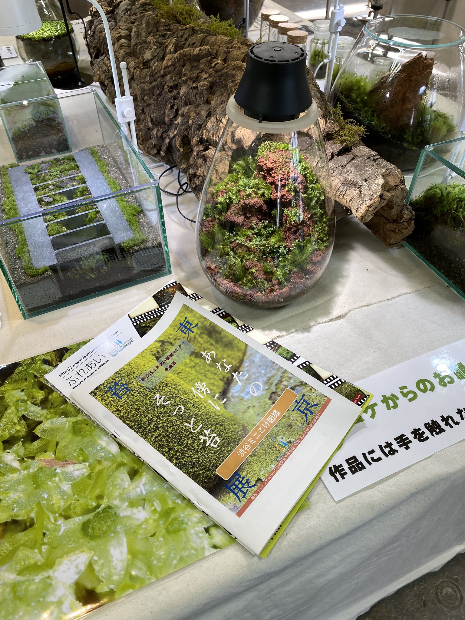 Mosslight Led Led照明付テラリウム 渋谷区ふれあい植物センターで開催されている東京苔展を覗いてきました 都会のコケ学習には最高の展示です 貴重な渋谷ミニコケ図鑑が嬉しいですよね モスライトもあり たのしめますよ 東京苔展 T Co
