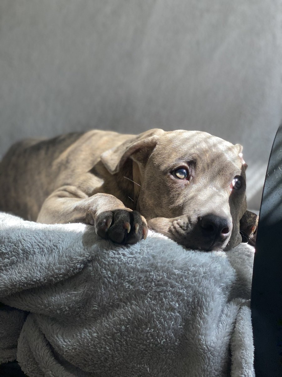 _QXINT's tweet image. The Toughest of boys 🖤