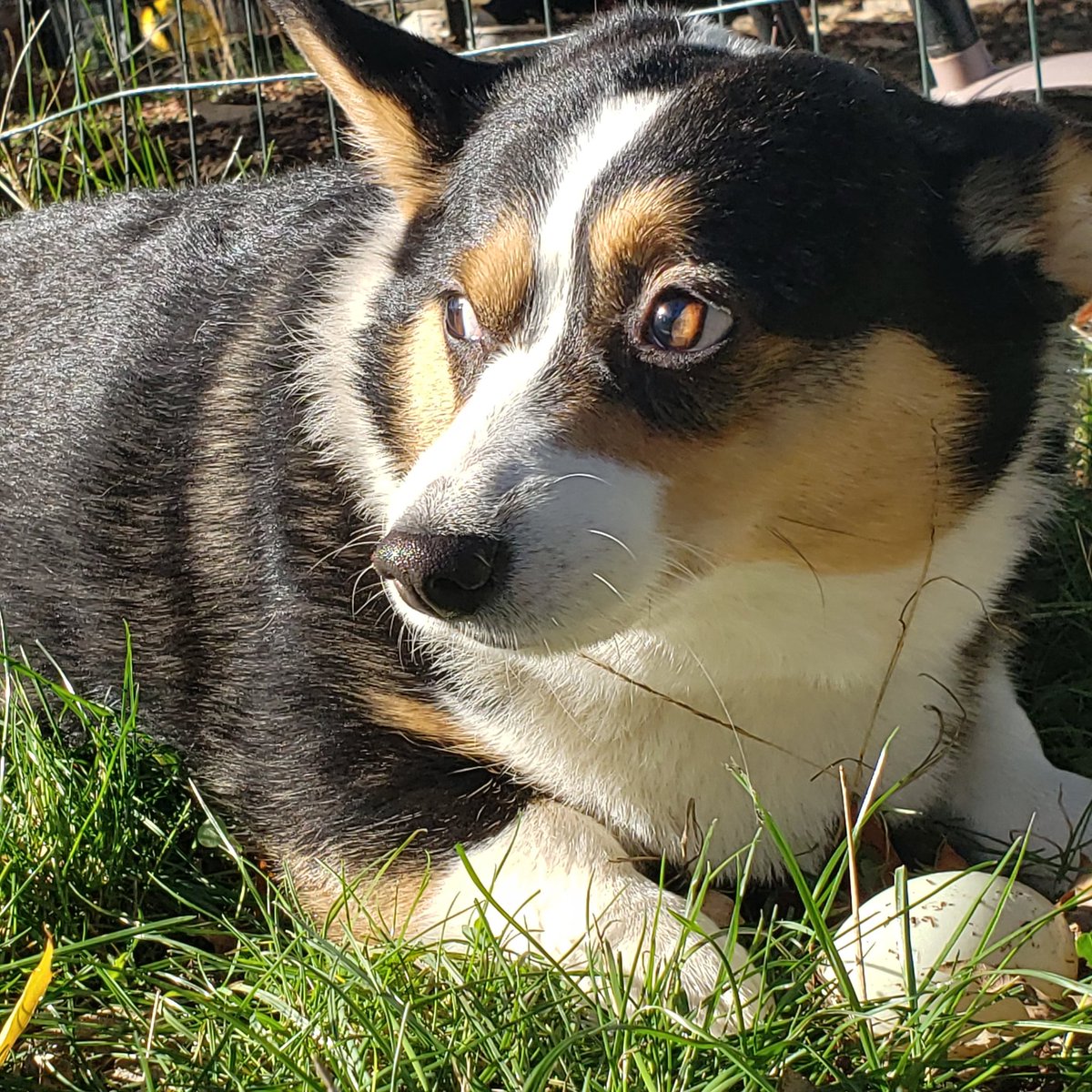 lucithecorgi's tweet image. I stole an egg.