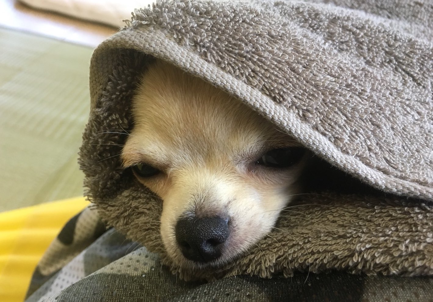 じょーじ 今日のペット 犬 寝顔 半面 かわいい Goodmorning T Co 5ng1v8urye Twitter