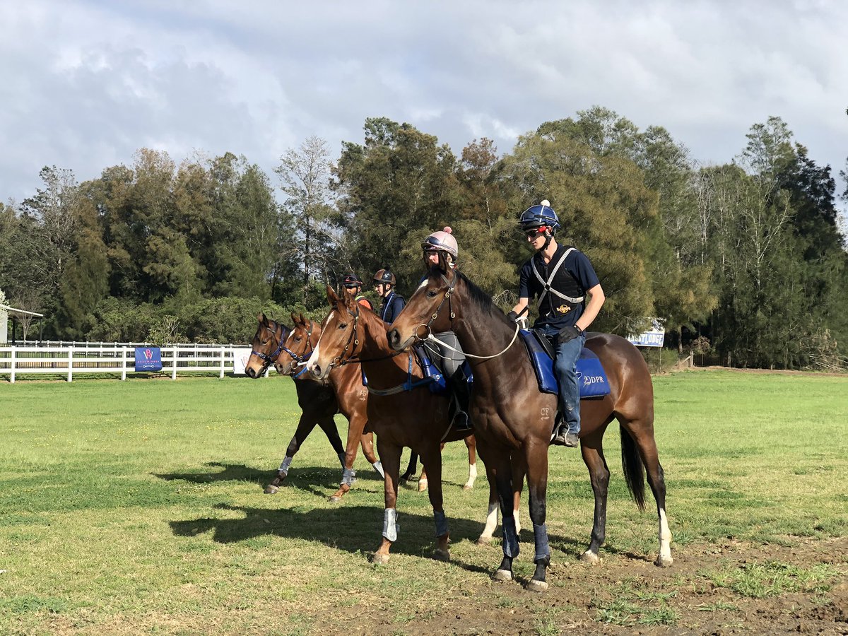 DPR_Breaking's tweet photo. #throwbackthursdays to some very fast company! Both fillies hailing from 2YO magic millions winners #realsurreal and #karutaqueen their pedigrees promise plenty of speed with champion sires like #writtentycoon amd #iaminvincible in the mix 🐎💨#futurechampions @Cressfieldstud https://t.co/R5BgoMN7JY