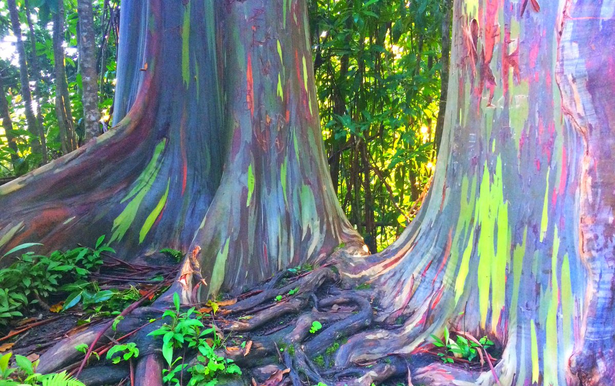 BobbyDukeArts's tweet photo. Look at this, this is a real tree! The rainbow eucalyptus tree. It sheds its bark in strips and as that strip ages it goes through a color change. At any given time there are different strips at different points in their aging giving it a "rainbow look".   Beautiful https://t.co/v3WHLx0PPU