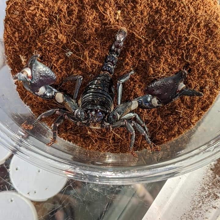 customcreatures's tweet photo. Spooky season sale! 
All spiderlings 20%off 
Halloween 🎃 day only #spiderlings 
#spiders #archnids https://t.co/KwXGgA6Of2