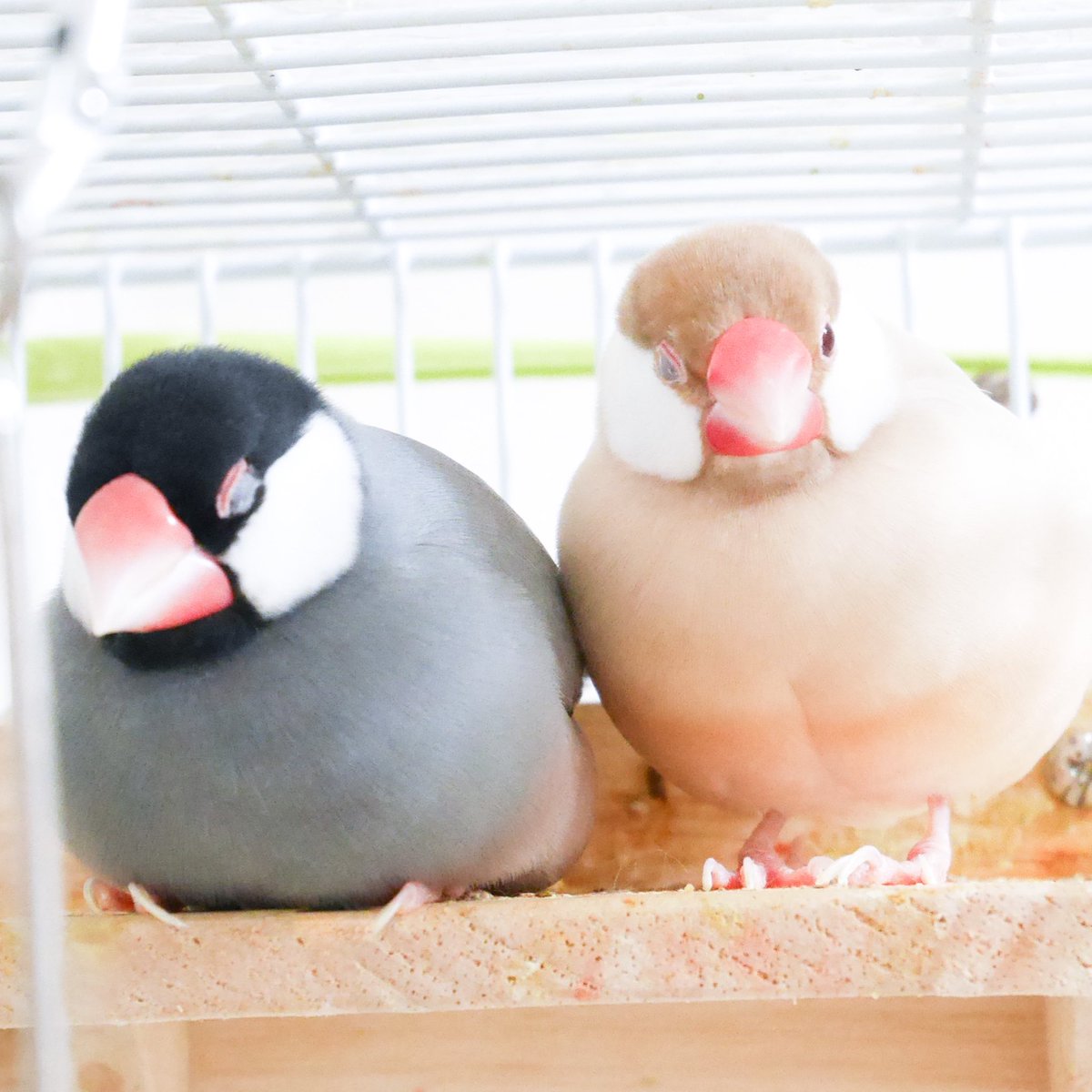 Buncho Days 文鳥デイズ Buncho Days Twitter