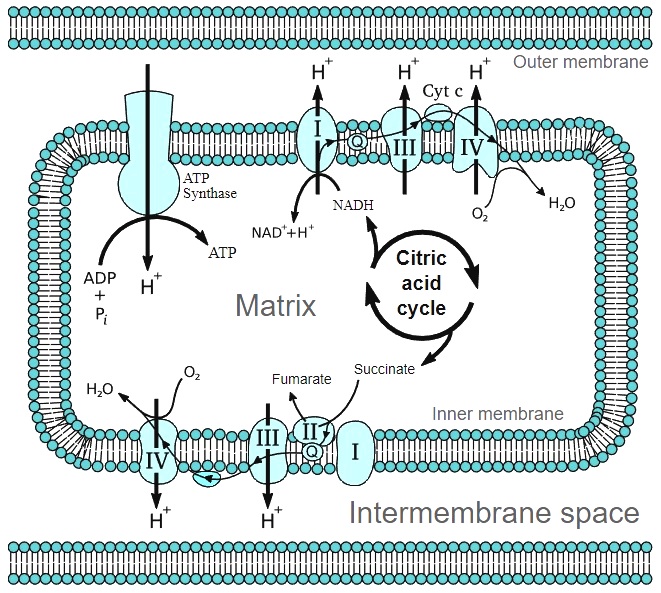 EyGuzelQirim's tweet image. Matrix &apos; i de bırakayım buraya 🔬✨ 

#Cellularmatrix 

chem.libretexts.org/Bookshelves/Bi…