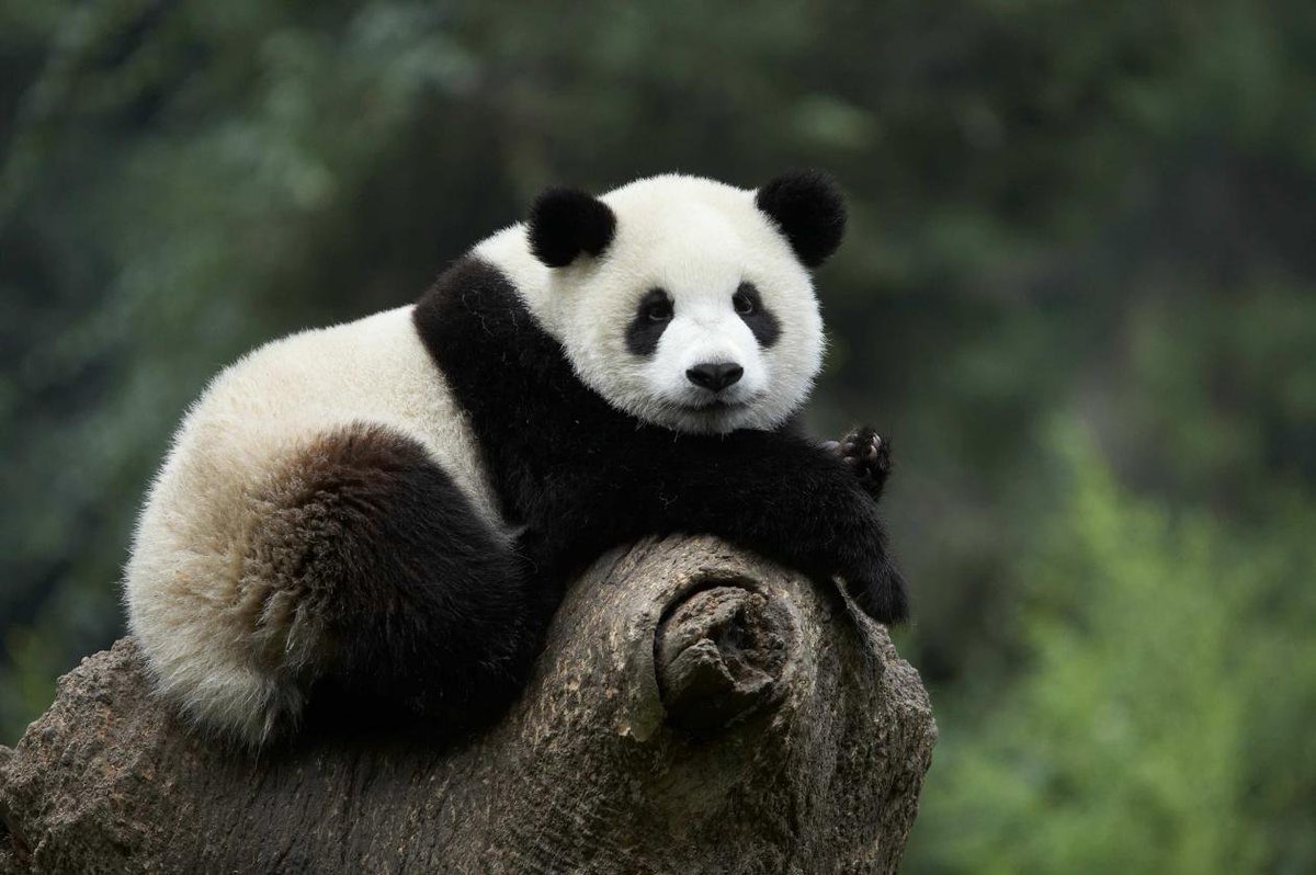 Amazingsichuan's tweet photo. The #charmingly #naive #giant #panda, one of the most #popular #rare #animals, is one of the most #emblematic #symbols of the #World #Wildlife #Fund. 🐼💐🌞 https://t.co/FS9Op1ACuT
