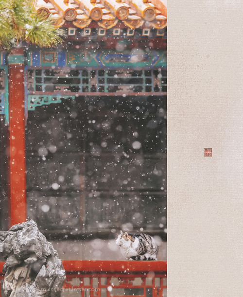dami_d0's tweet photo. #The3DGame Where would you bring Daniel when he visits your country?
Day--
带他去参观北京故宫。。。的猫
这些都是以前故宫里养的猫的后代,现在故宫依旧是他们的家
photo by 刘顺儿妞/克查/shell啦啦
#ADayWithDaniel #Dandelions_With_Daniel https://t.co/Ne8WbyoTht