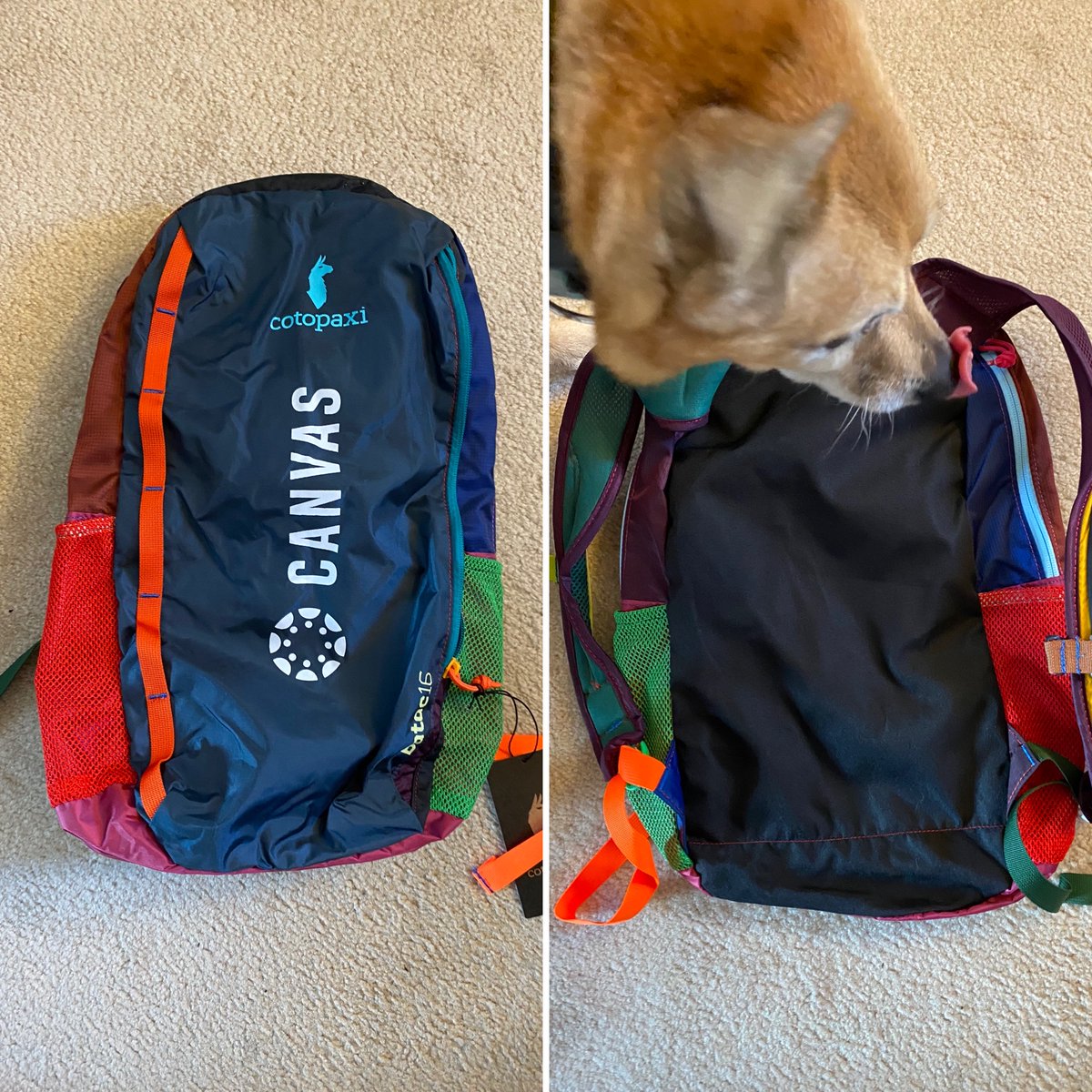 My #CanvasCon Swag arrived today. It’s Amber approved! Thanks @CanvasLMS!