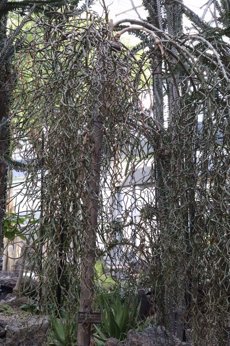 実生 デカリア・マダガスカリエンシス【Decarya madagascariensis