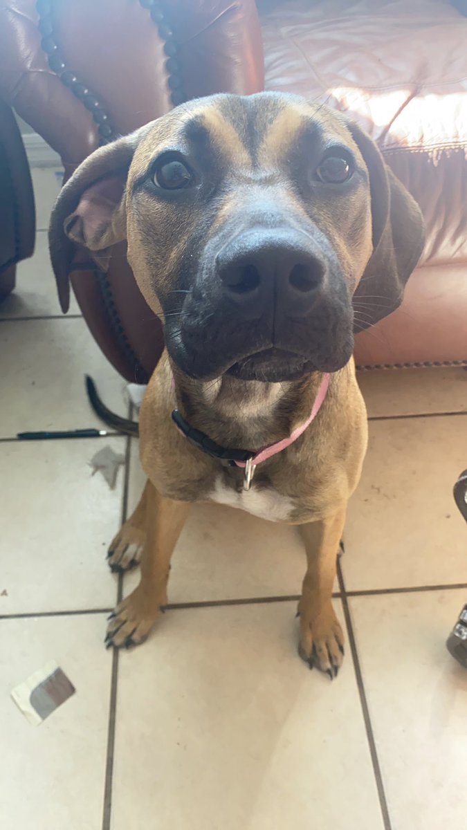 RedHeadPuta's tweet image. |: puppy lovin is the best💗