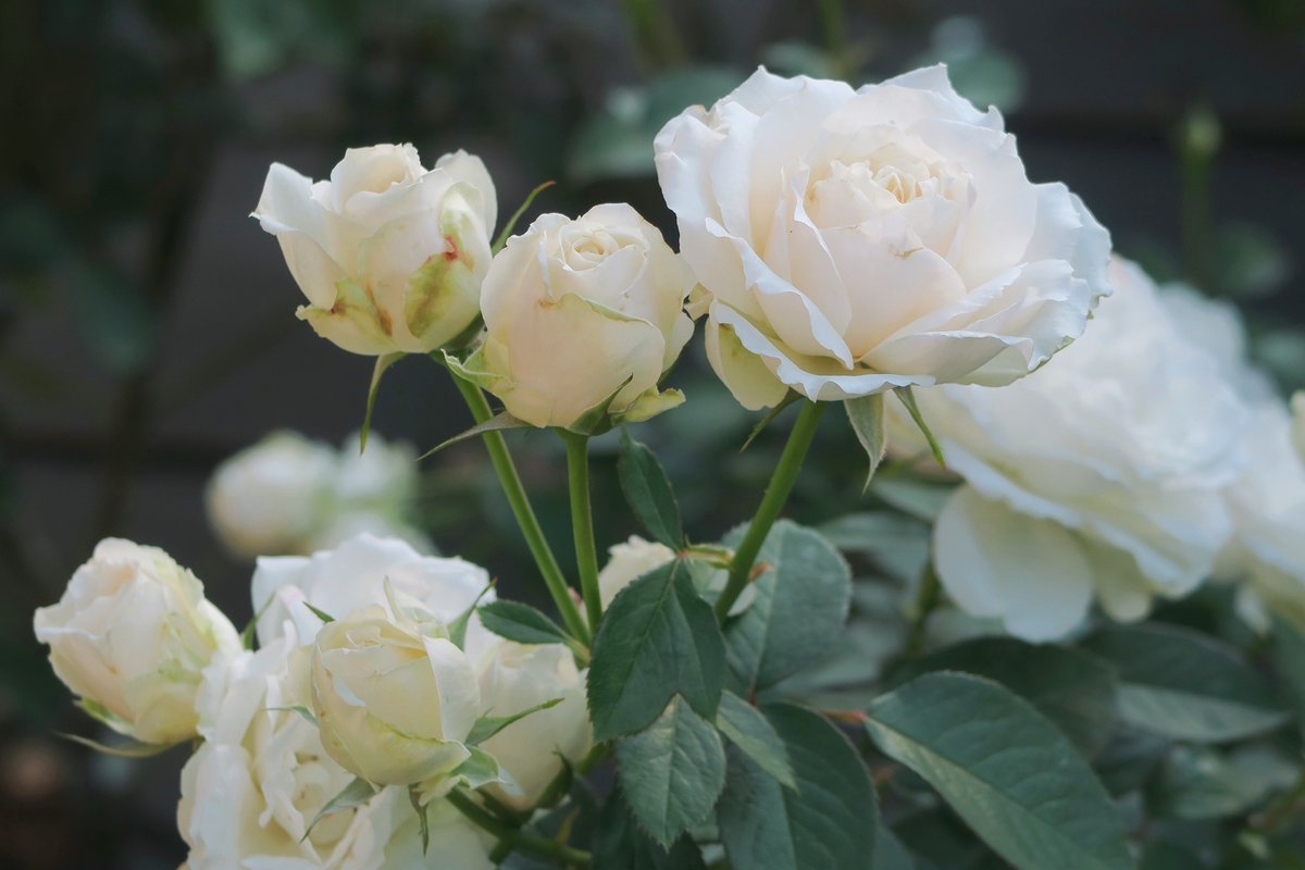 旧古河庭園 白いバラ三連発 バラの華やかさと白の清らかさが入り混じって本当に可憐なんです 白バラ かわいい プリンセス オブ ウェールズ ヨハネ パウロ二世 ホワイト クリスマス 旧古河庭園 バラ