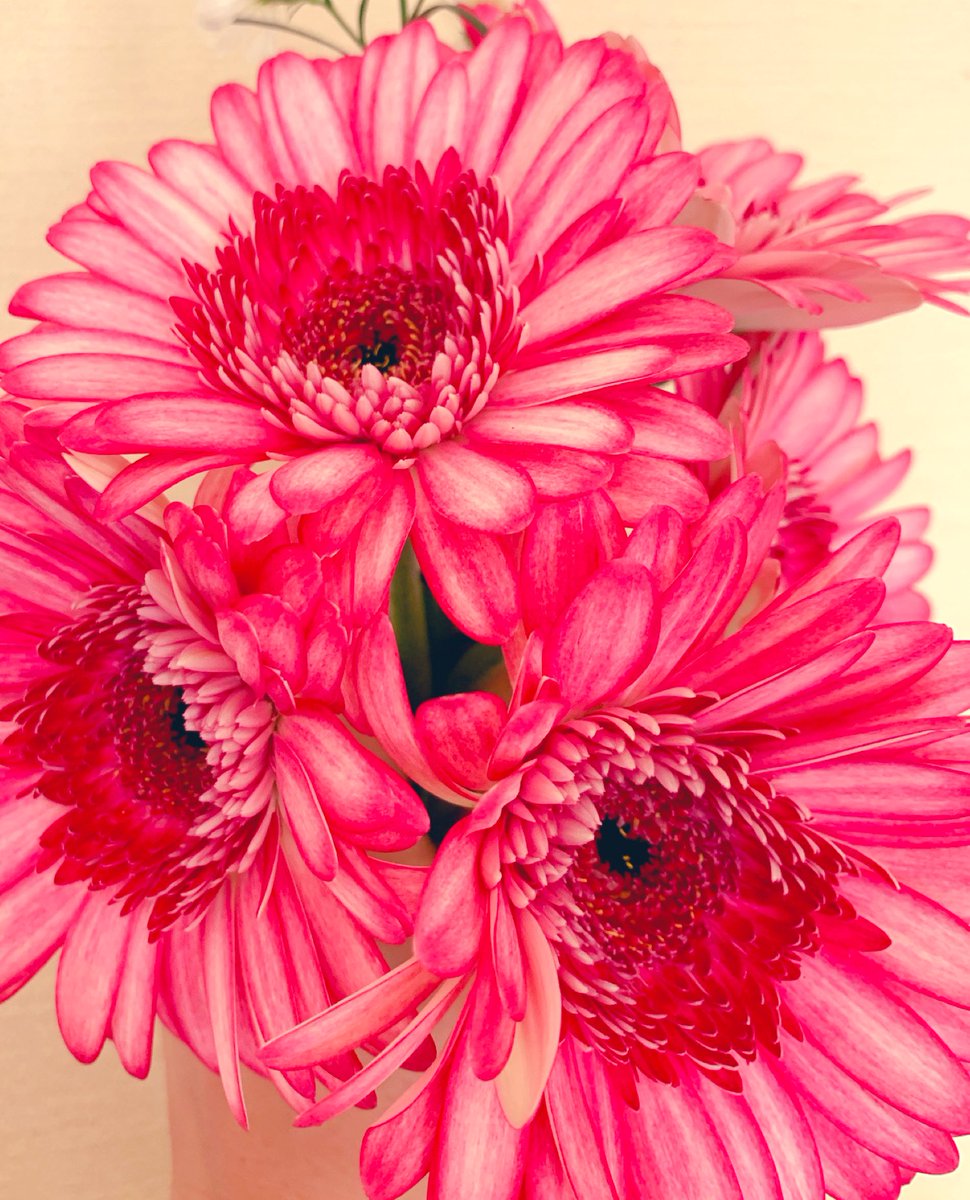 Airi 本日の綺麗で可愛いガーベラちゃん 花屋の爺さんセレクトです