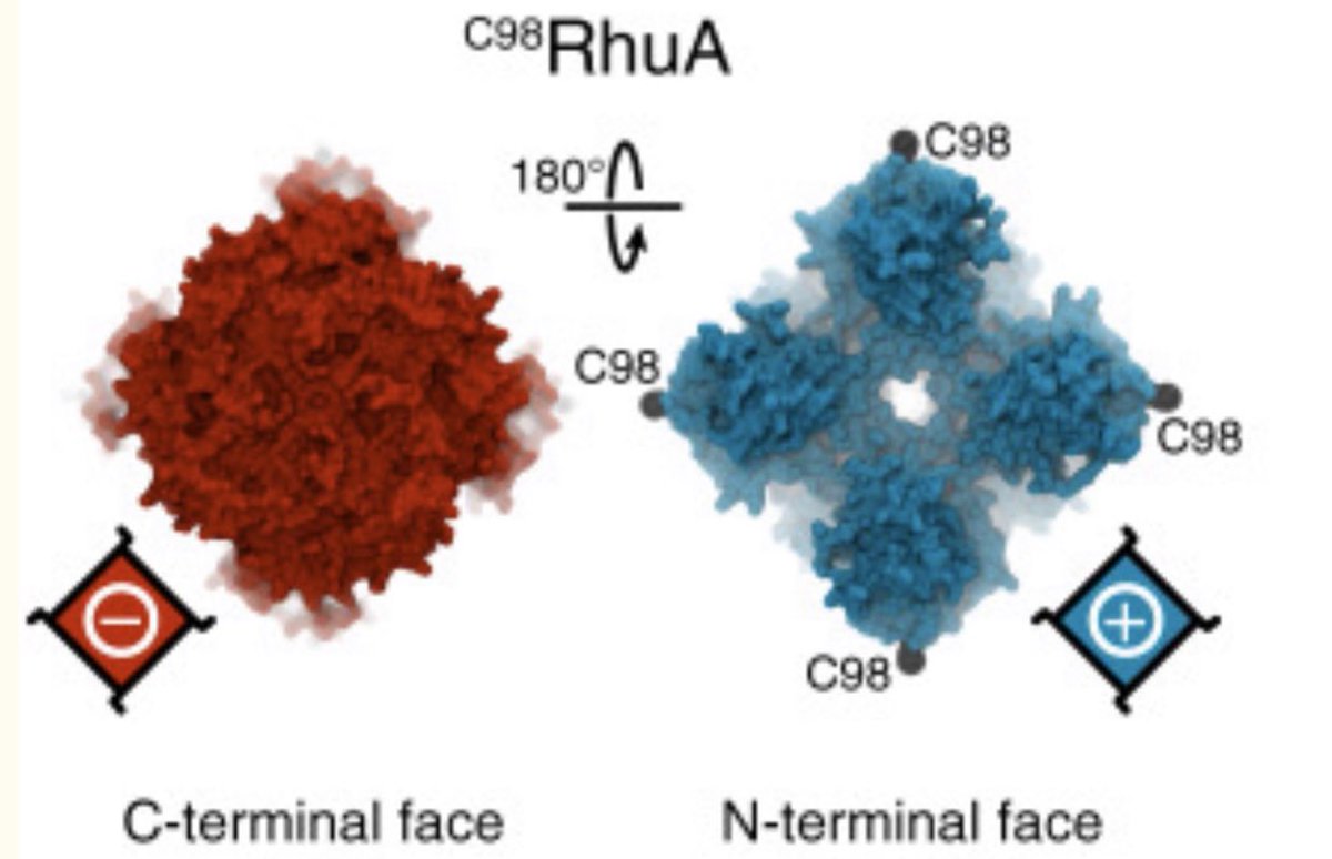 druselabs1's tweet image. doi.org/10.1038/s41467…
Assembly of a patchy protein into variable 2D lattices via tunable multiscale interactions
by
Shuai Zhang
Robert Alberstein
James De Yoreo
F. Akif Tezcan

#2Dlattice 
#SurfaceAssembly
#Biomaterials
#Nanomaterials