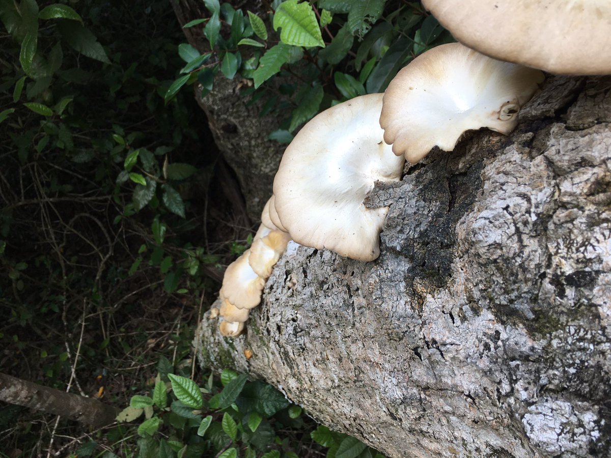 So happy that the <a href="/ottertrailrun/">Otter African Trail Run</a> - my highlight of the #trailrunning year - has gone ahead (with the necessary #Level1 safety measures in place). 🎉

Wishing everyone running the 42km Challenge (11h cutoff) today the best of days. Otter.run
#otter2020