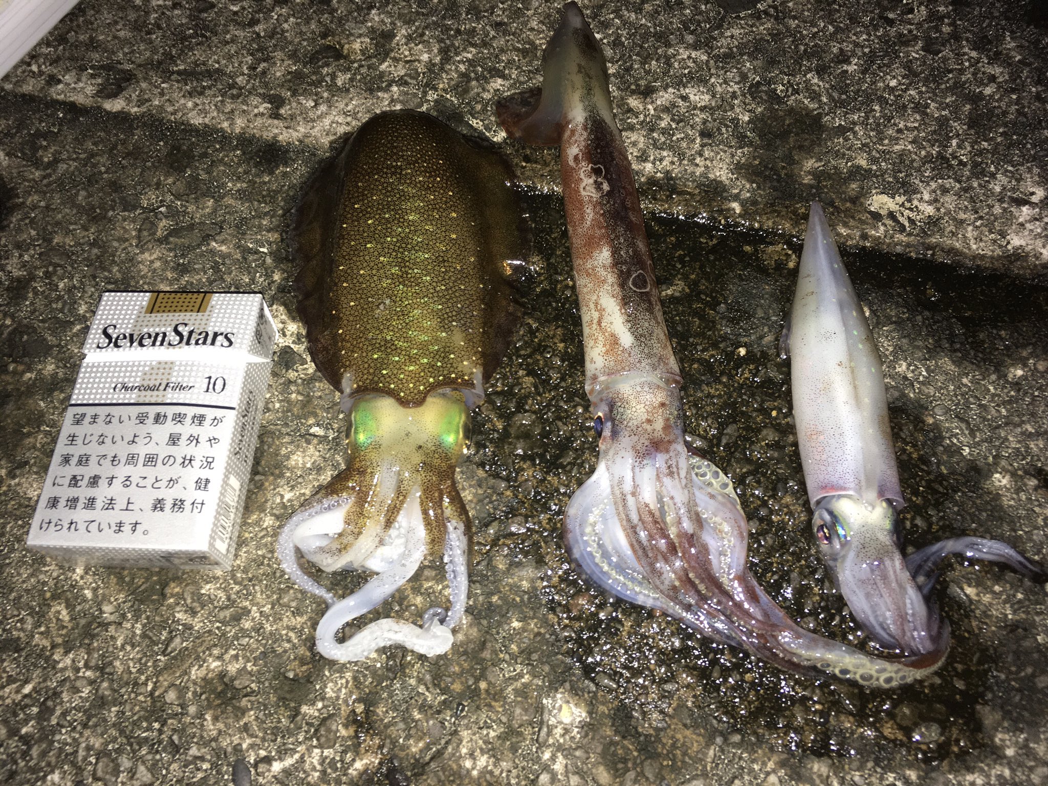 角刈りアングラーkazuya 小樽で久々のエギング アオリイカ ヤリイカ マイカ マメイカの4種達成 イカパーティーでした T Co Ybbwg1cbrg Twitter